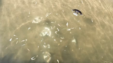 person feeding fish in shallow water