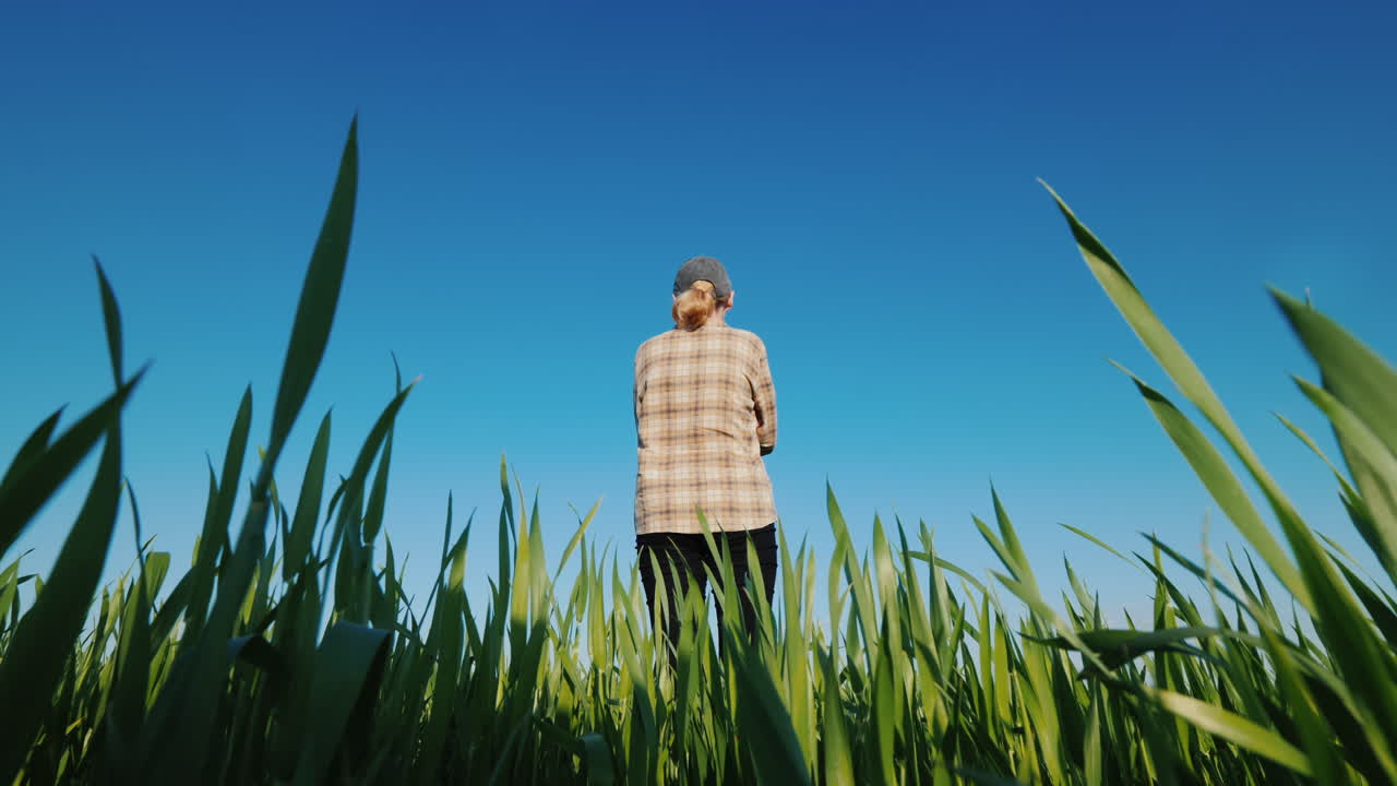 한 여성 농부가 뒤에서 푸른 밀밭에 홀로 서 있다