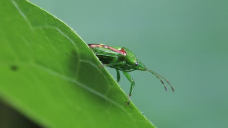 Nahaufnahme-Einer-Schildwanze,-Die-Auf-Einem-Blatt-In-Einem-Hintergarten-Ruht