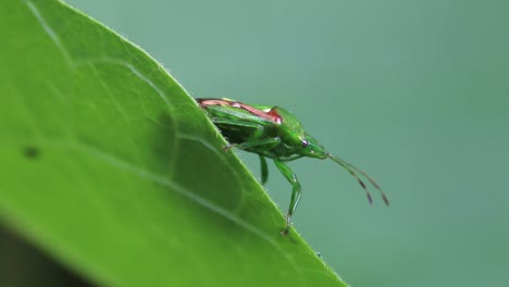 primer plano de un escudo descansando en una hoja en un jardín trasero