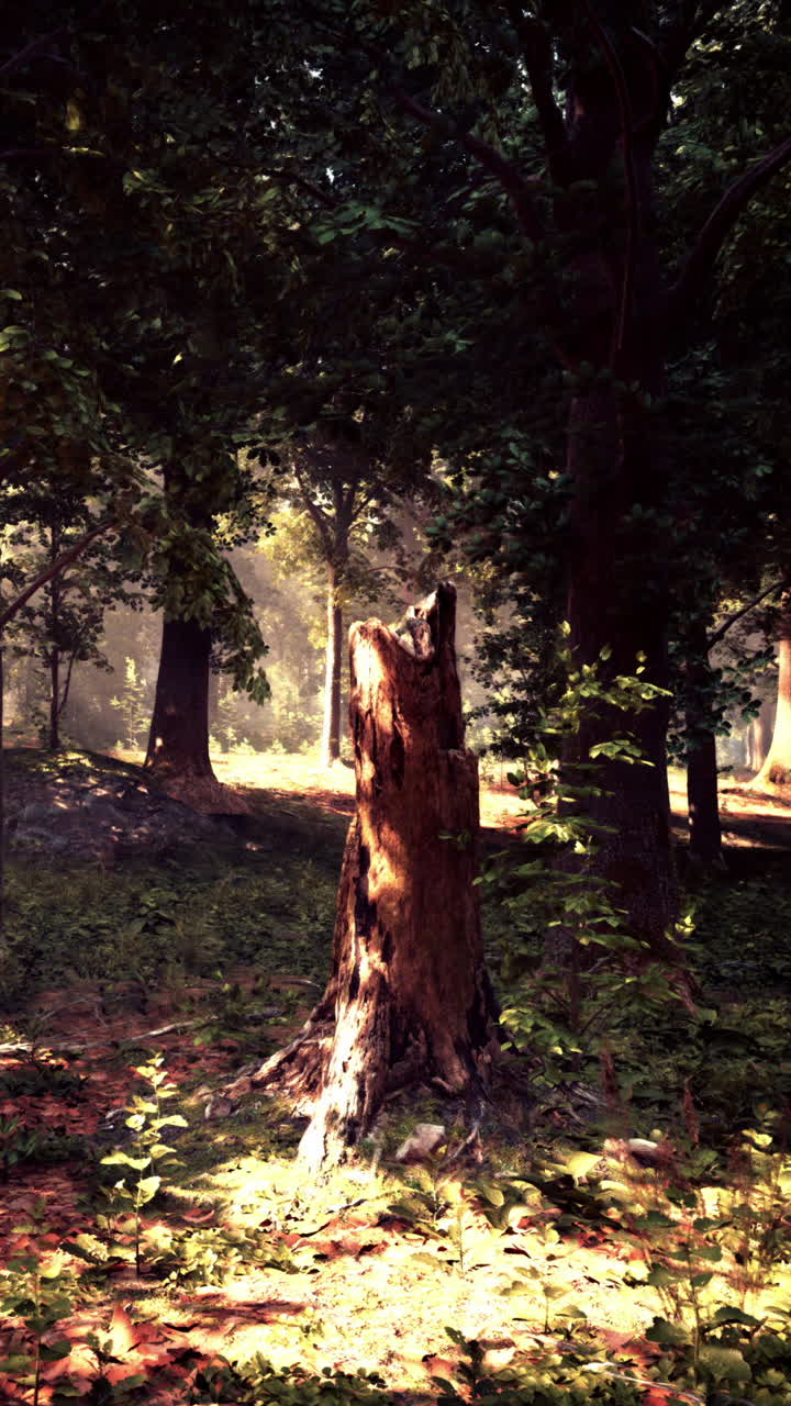 La luz del sol brillando a través de un bosque