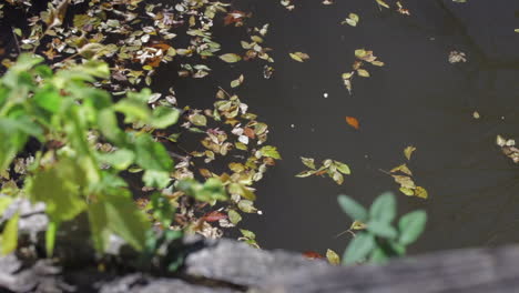 floating autumn leaves on a lake during daytime in sunny day