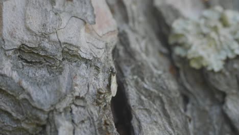 close-up of tree bark