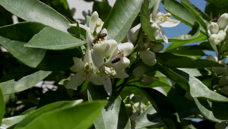 Bees-collect-nectar-on-orange-flower-blossom-surrounded-by-green-leaves-on-a-warm-sunny-day-in-spring