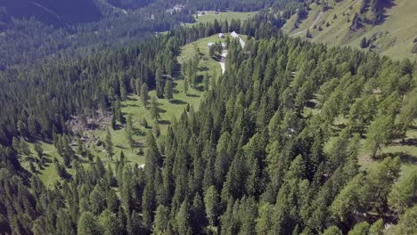 Drone-fly-over-pine-trees