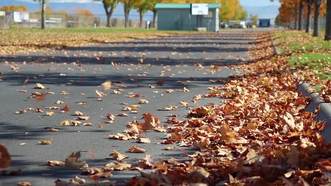 Dry Leaves Blowing In The Wind In The Fall Against On-Road Video