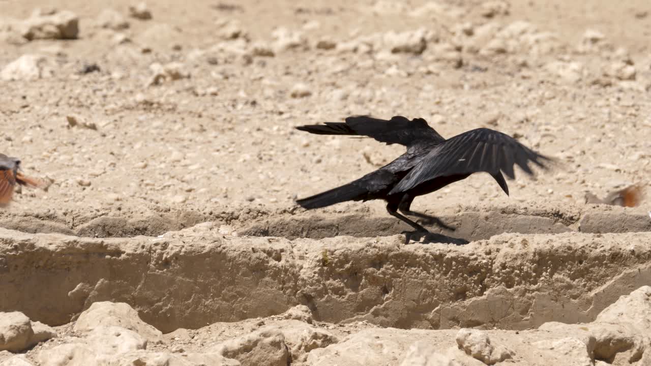 Cape Crow tries to hunt namaqua doves at a watering hole in the Kalahari