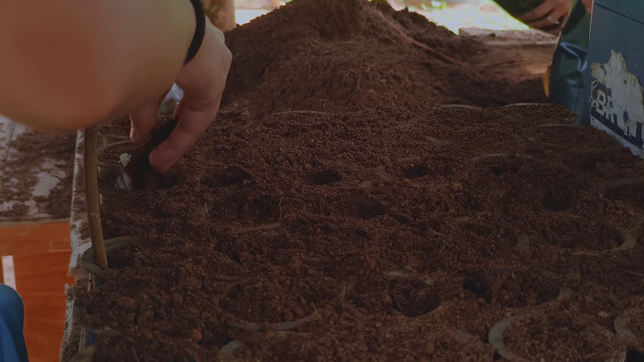 Primo piano di una mano che posiziona i semi in fori uniformemente distanziati in un substrato di terreno fine, mostrando una tecnica di semina precisa utilizzata nella propagazione delle piante e nel flusso di lavoro controllato della coltivazione in vivaio.