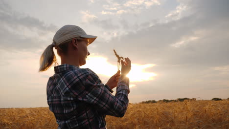 mujer agricultora mira espigas de trigo en un campo al atardecer