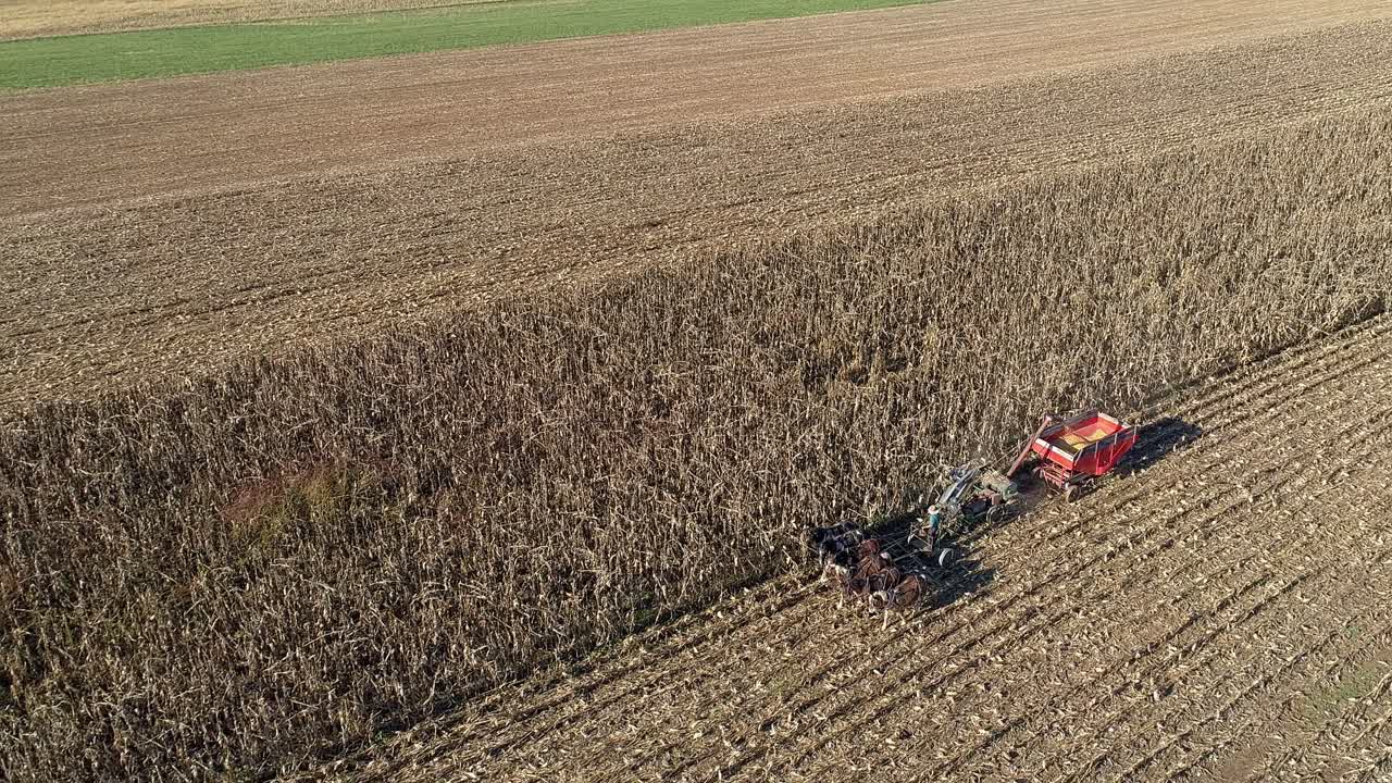 은 가을 날 에 다섯 마리 의 말 들 이 수확기 를 끌고 가서 가을 의 옥수수 수확 을 하고 있는 아미시 농부 의 공중 사진