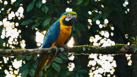 a vibrant parrot perched on a branch, captured in a close-up angle with soft, natural lighting