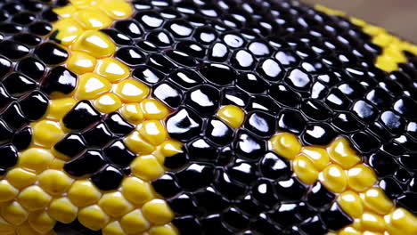 close-up of a snake's skin