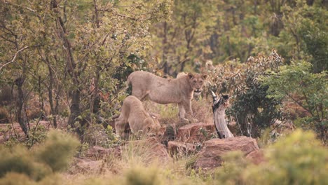 Zwei-Löwinnen,-Die-In-Felsen-Im-Afrikanischen-Savannenwald-Umherstreifen