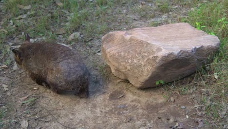 Southern-hairy-nosed-wombat,-a-short-legged,-muscular-quadrupedal-marsupial,-walking-slowly-through-a-bushland,-close-up-shot-of-native-Australian-wildlife-species