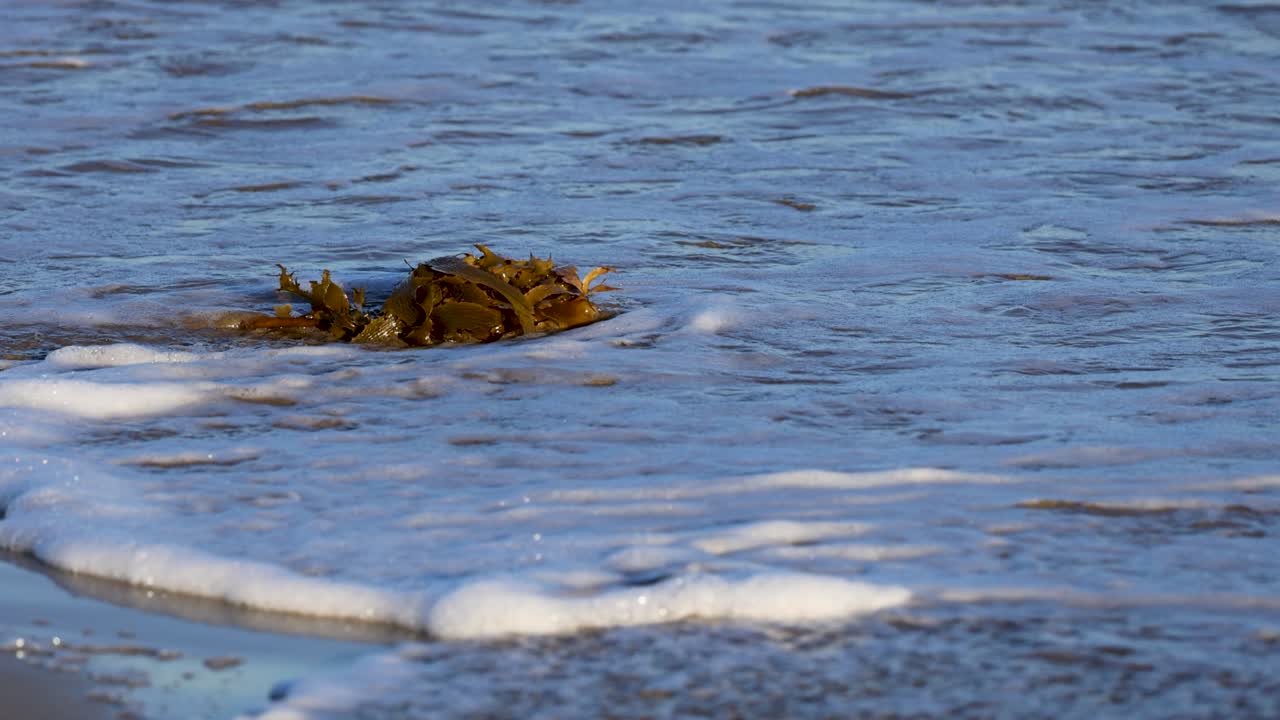 Kelp drifts in gentle ocean waves near a sandy beach under natural daylight, showcasing coastal marine life