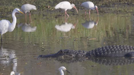 cocodrilo sentado en un humedal de aguas poco profundas con garzas y cigüeñas de madera comiendo en el fondo