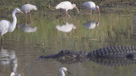 alligator sitting in shallow water wetland with egrets and wood storks eating in background