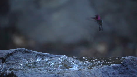 slow motion hummingbird in flight