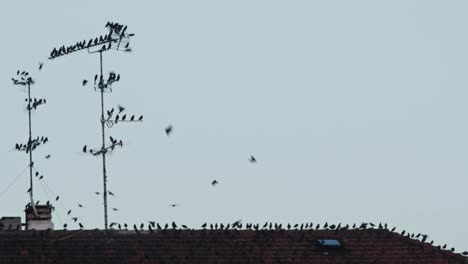 flock of birds passing by.  hundreds of birds