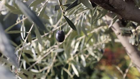 black olive on branch. olive tree