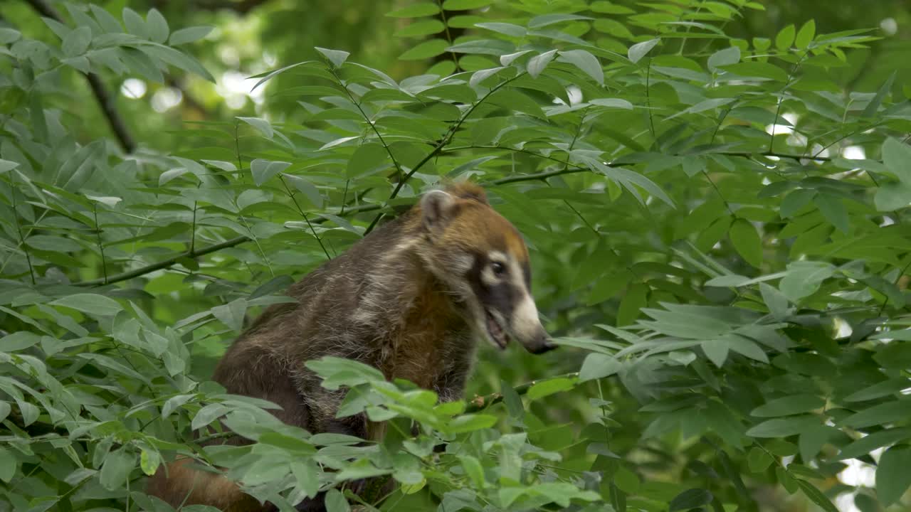 hermosa foto de un coatí de nariz blanca sentado en un árbol con vista a los bosques tropicales