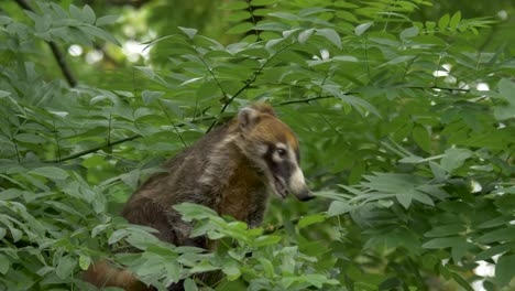 beautiful shot of a white-nosed coati sitting in a tree overlooking the tropical woodlands