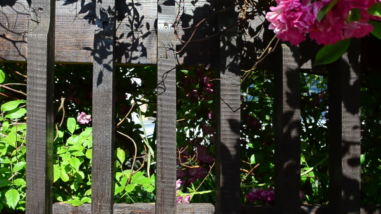 Blomster og hegn, fotografering af huset. Smukt hegn design