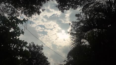 sky view through the forest