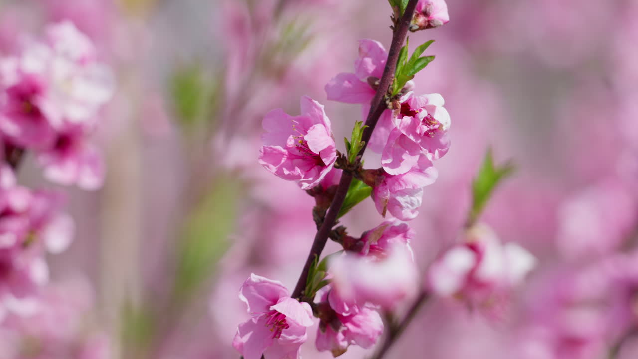 Blooming sakura trees in a field on a sunny day with bright blue sky above