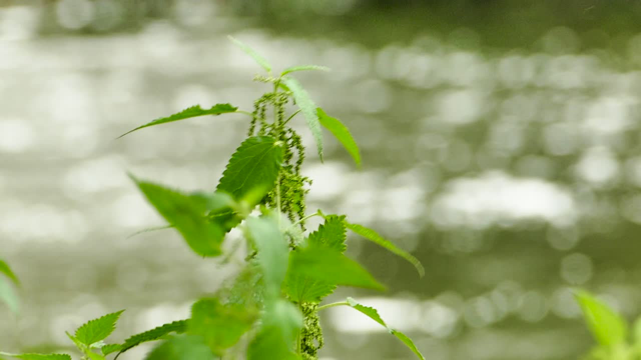 Nettle against the background of water in  slow motion