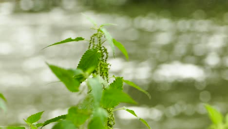 nettle against the background of water in  slow motion
