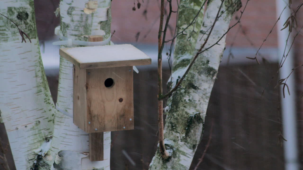 Empty bird house during snowstorm