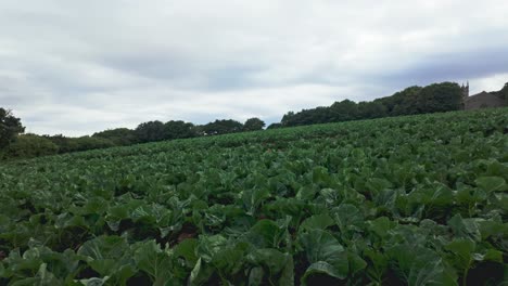 pan from left to right of field of cabbages on overcast day, cornwall, uk