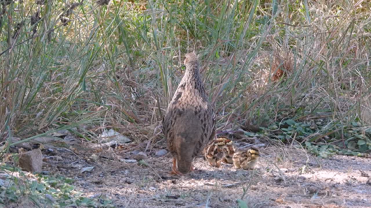 Mother bird feeding chicks on forest floor in warm afternoon sunlight