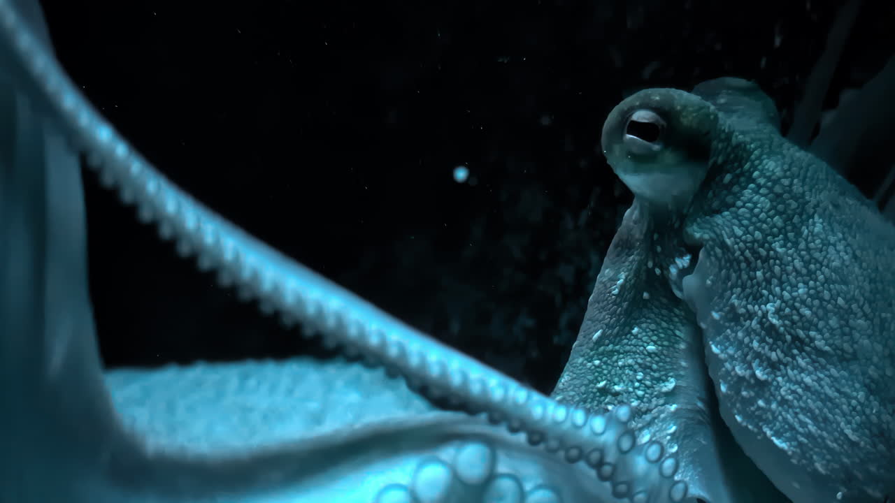 Closeup eyes and tentacles of an octopus pulling and moving slowly in the dark