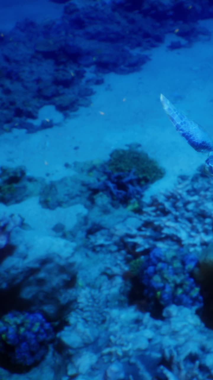 Exploración submarina revela vida marina en un entorno de arrecife de coral.