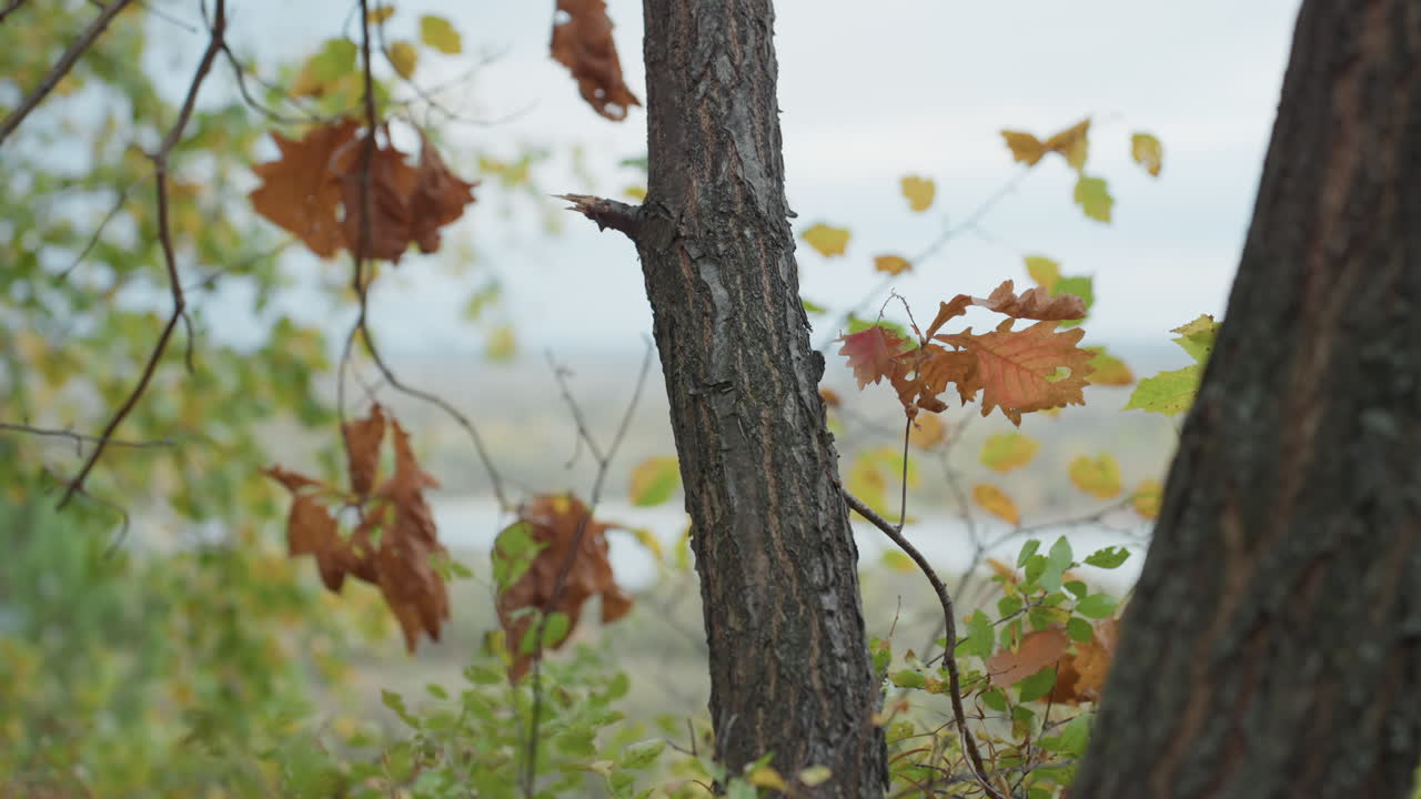 Nærbilde av høstskog som viser trestammer, myk mose ved foten, brune blader som driver bortover, sarte småplanter og kvister, liten dybdeskarphet som skaper filmatisk bokeh, overskyet lys, dempede jordfarger