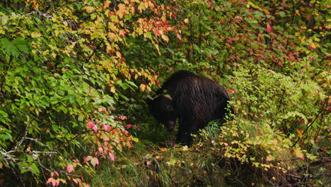 Grizzly-Bear-Eating-Freshly-Caught-Fish-At-Great-Bear-Rainforest,-British-Columbia,-Canada---wide,-static