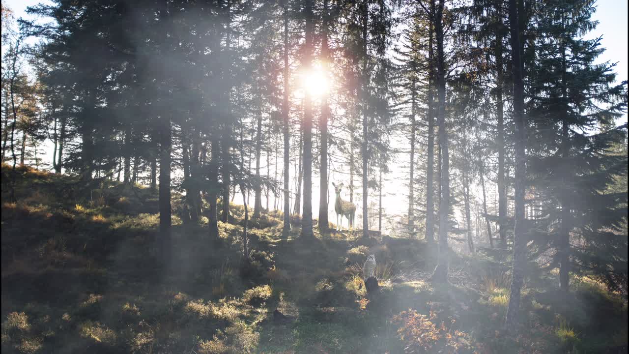 bosque con animación de ciervos y búhos