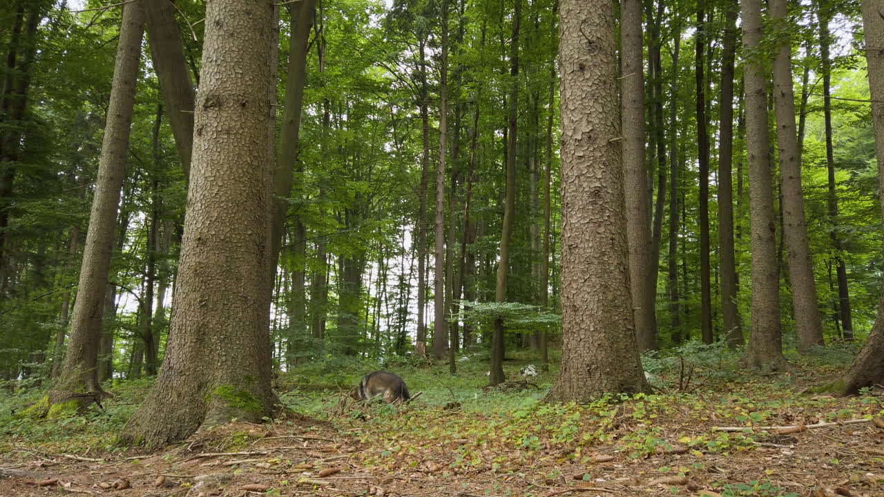 Pastore tedesco che riporta un bastone nella foresta – angolazione bassa – inquadratura statica