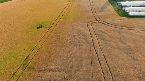 grain field with tracks in it