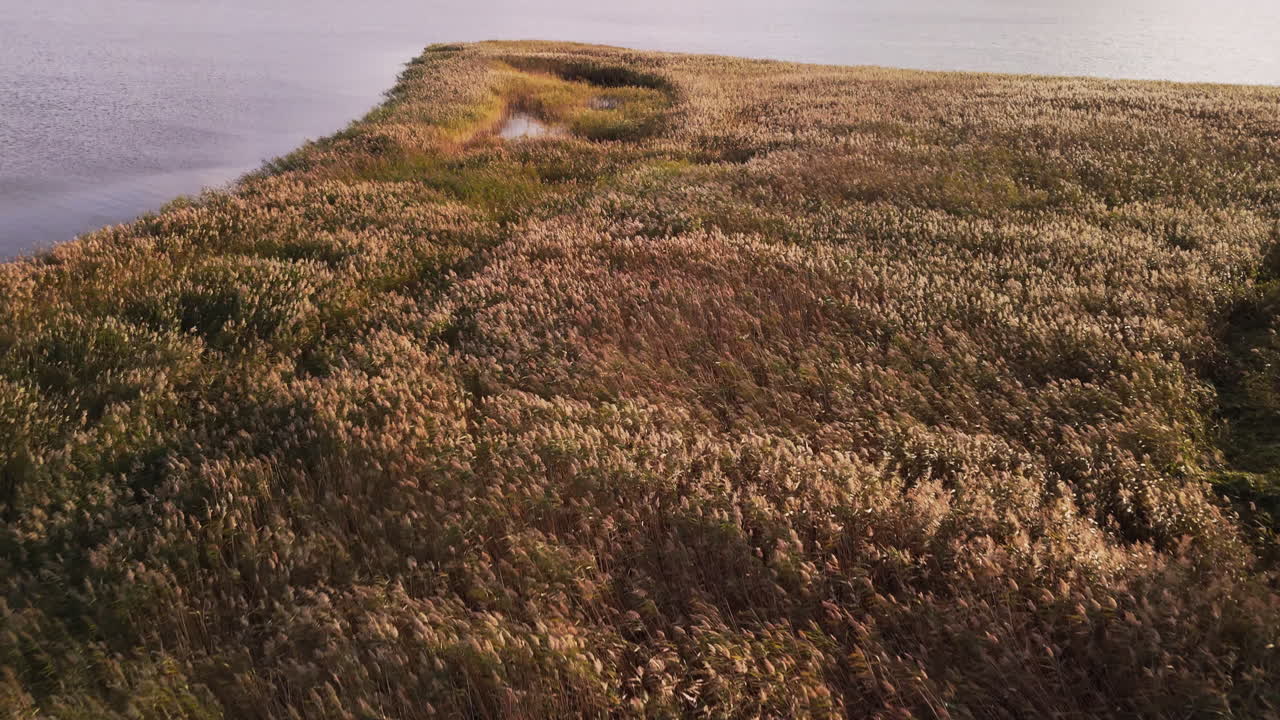 Aerial View of a Reed-Filled Wetland Landscape at Sunset