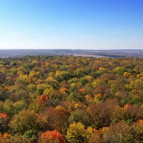 beautiful autumn forest