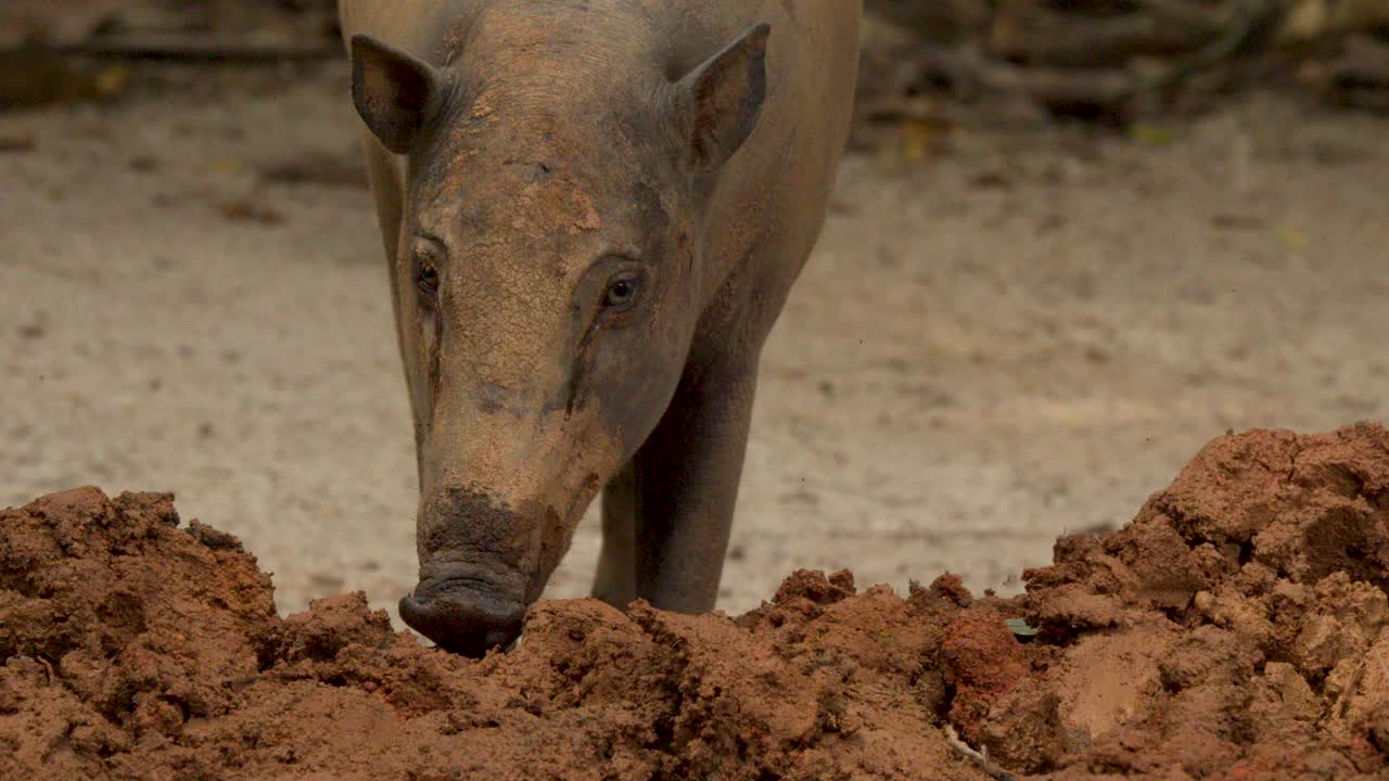Un babirussa cammina e annusa in un recinto fangoso di giorno a Singapore.