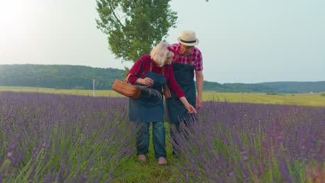 senior old grandmother grandfather farmers growing lavender in blooming field of lavender flowers