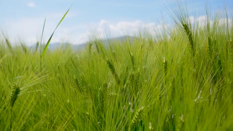 Dolly-forward-shot-of-green-corn-field-in-nature-during-beautiful-sunlight-in-summer