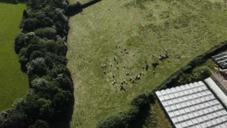 Vista-Aérea-De-La-Manada-De-Ganado-De-Corral-Pastando-En-El-Pasto-En-Verano-En-Calstock,-Cornualles,-Reino-Unido