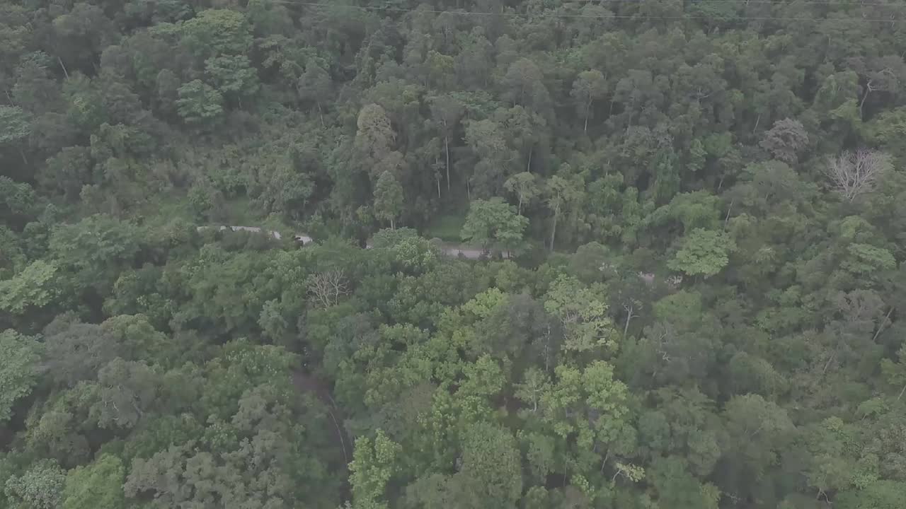 A narrow, winding path cuts through the dense forest, flanked by towering trees and thick underbrush, dappled sunlight filtering through the leaves, creating a serene, inviting atmosphere.