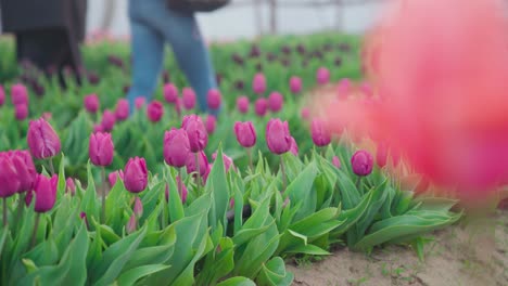 People-walking-between-rows-of-purple-tulips,-close-up