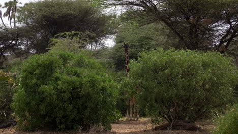 Giraffen-In-Einem-Nationalpark-Von-Kenia